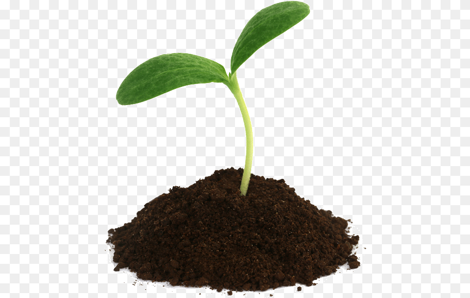 Reward Schemen Frase Del Giorno 24 Ottobre 2019, Plant, Soil, Sprout, Leaf Free Png