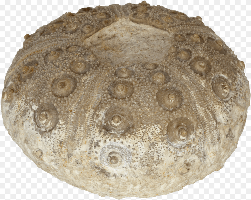 Rhabdocidaris Nobilis Sea Urchin Baked Goods, Fossil, Animal, Fish, Sea Life Free Png