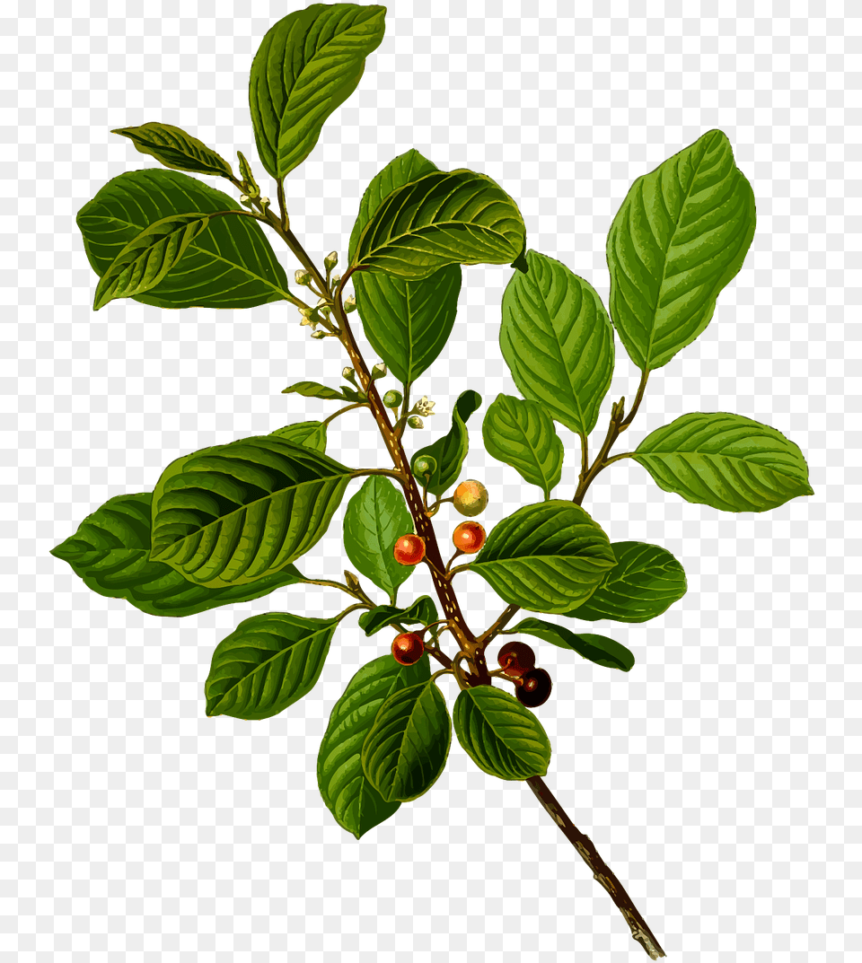 Rhamnus Frangula, Food, Fruit, Leaf, Plant Png Image