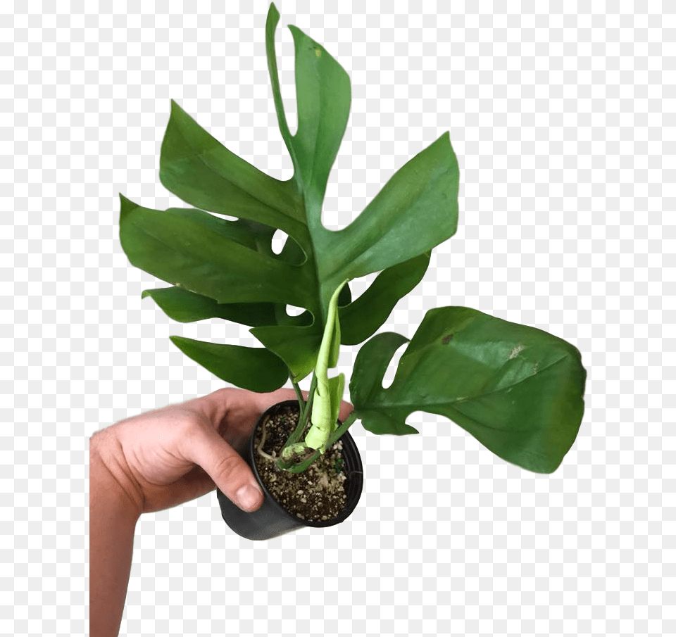 Rhaphidophora Tetrasperma 4 Houseplant, Leaf, Plant, Potted Plant, Tree Png Image