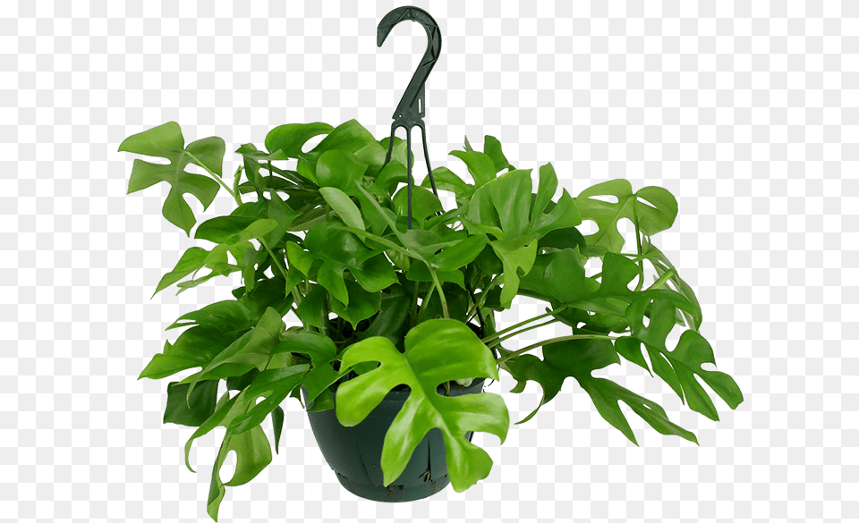 Rhaphidophora Tetrasperma Hanging Basket Houseplant, Leaf, Plant, Potted Plant, Electronics Free Png
