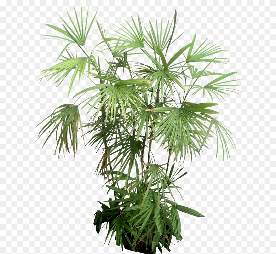 Rhapis Excelsa, Leaf, Palm Tree, Plant, Tree Free Png Download