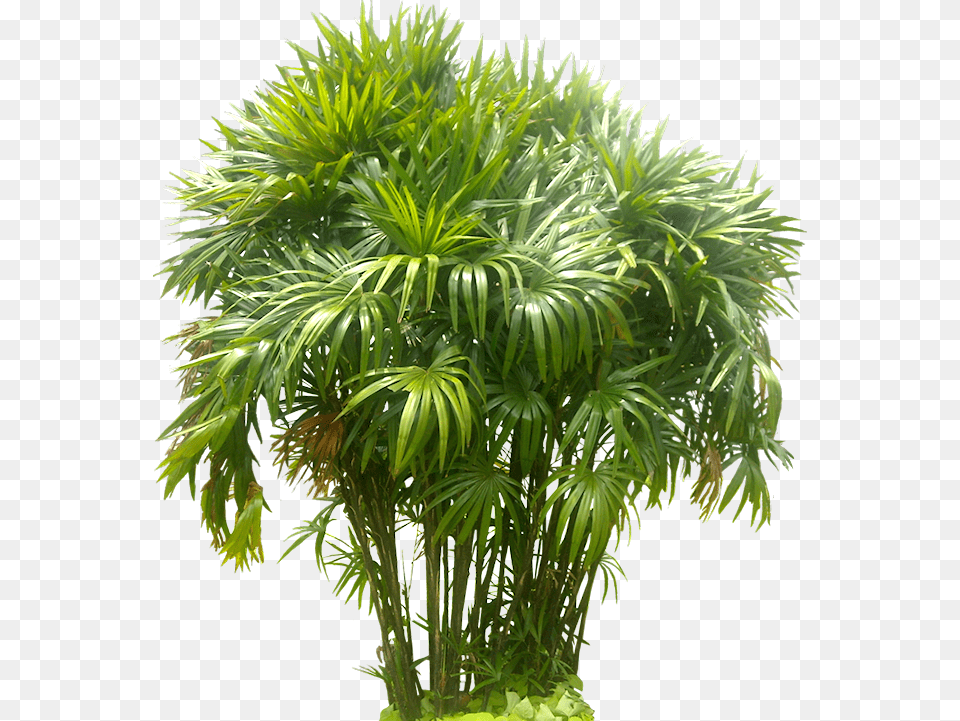 Rhapis Tree Image Transparent Background Palm Tree Images, Leaf, Palm Tree, Plant, Vegetation Free Png