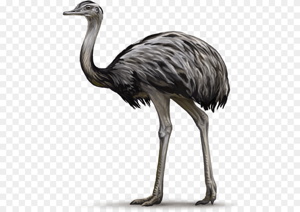 Rhea Flightless Bird, Animal, Beak, Emu Png