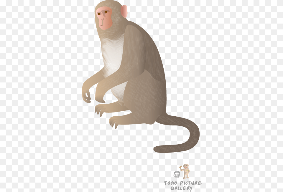 Rhesus Monkey Rhesus Monkey Cartoon, Animal, Mammal, Baboon, Wildlife Free Png Download