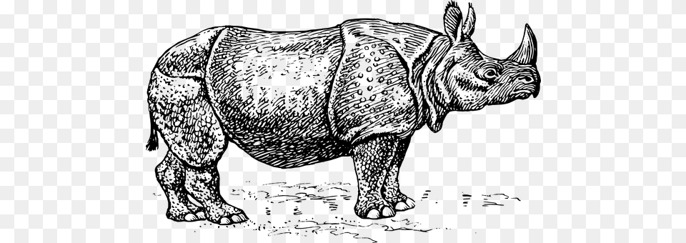 Rhino Gray Png
