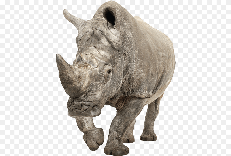Rhino, Animal, Mammal, Wildlife, Elephant Png Image