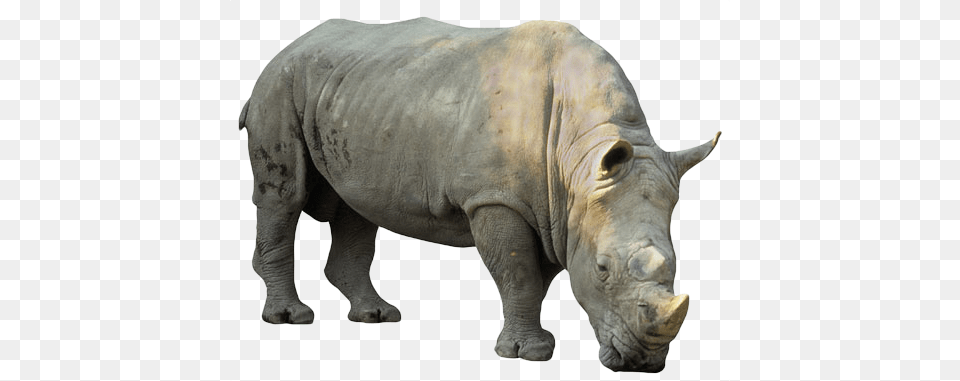 Rhino, Animal, Elephant, Mammal, Wildlife Png