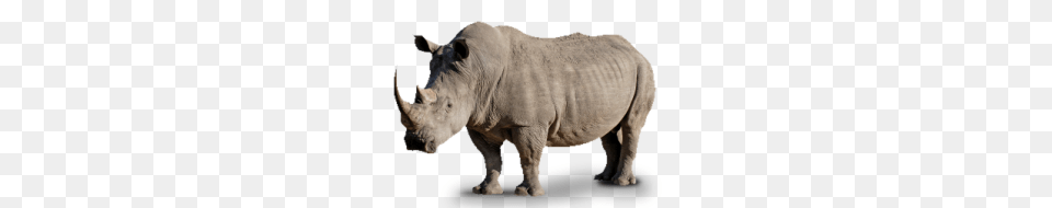 Rhino, Animal, Mammal, Wildlife, Bear Free Png Download