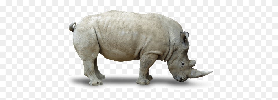 Rhino, Animal, Mammal, Wildlife, Elephant Png Image