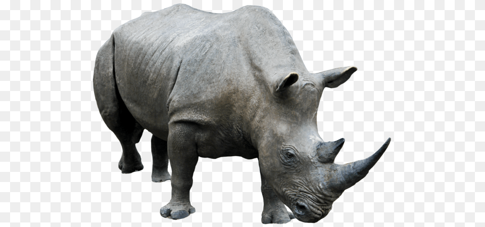 Rhino, Animal, Mammal, Wildlife, Elephant Png