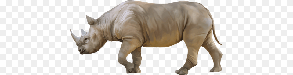 Rhino, Animal, Mammal, Wildlife, Baby Free Png Download