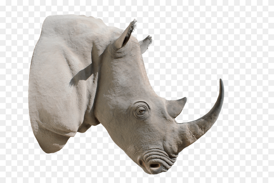 Rhino, Animal, Mammal, Wildlife, Cattle Free Png Download