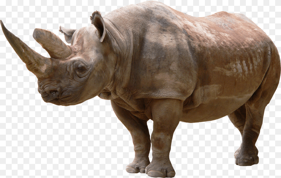 Rhino Png