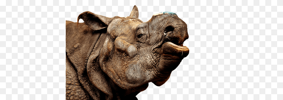 Rhino Animal, Elephant, Mammal, Wildlife Free Png