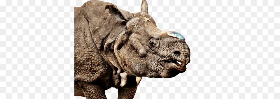 Rhino Animal, Elephant, Mammal, Wildlife Png Image