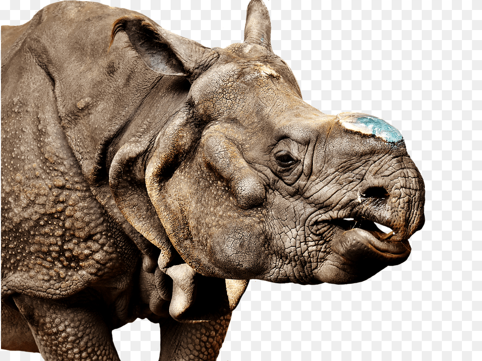 Rhino Animal, Elephant, Mammal, Wildlife Free Transparent Png