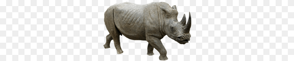 Rhino, Animal, Mammal, Wildlife, Elephant Png