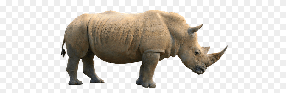 Rhino, Animal, Mammal, Wildlife, Cattle Png