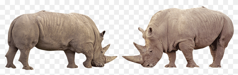 Rhino Animal, Elephant, Mammal, Wildlife Free Transparent Png