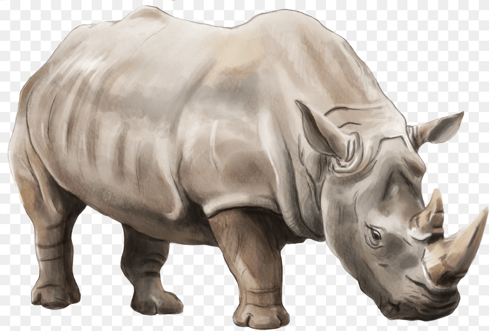 Rhino, Animal, Mammal, Wildlife, Face Png