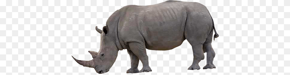 Rhino, Animal, Wildlife, Mammal, Pig Png Image