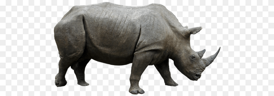 Rhino, Animal, Mammal, Wildlife, Elephant Png Image