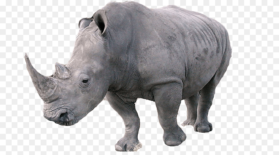 Rhino, Animal, Elephant, Mammal, Wildlife Png Image