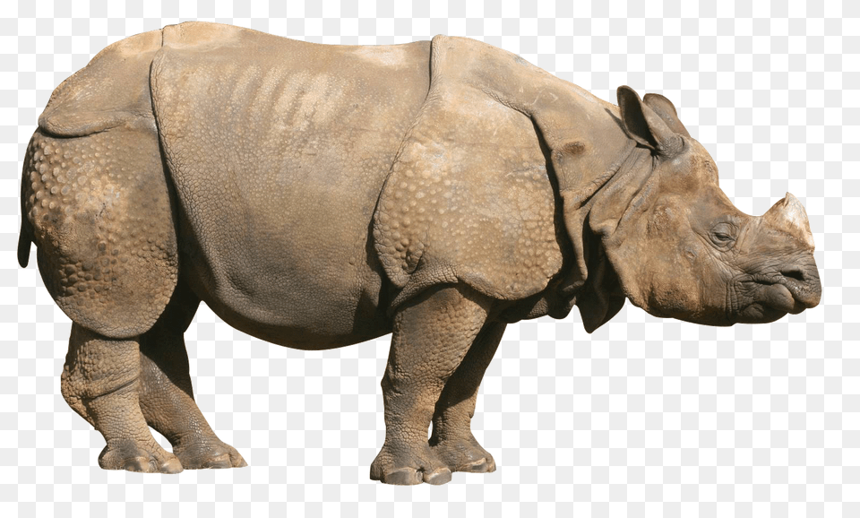 Rhino, Animal, Elephant, Mammal, Wildlife Free Png