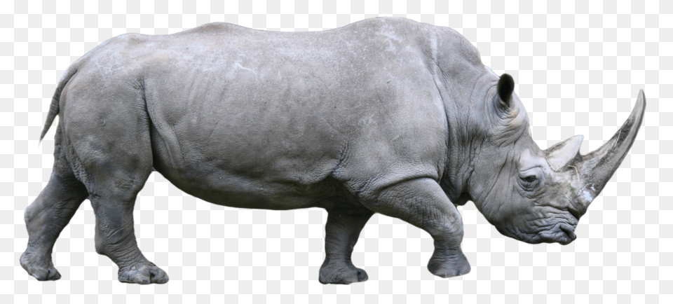 Rhino, Animal, Mammal, Wildlife, Elephant Free Png