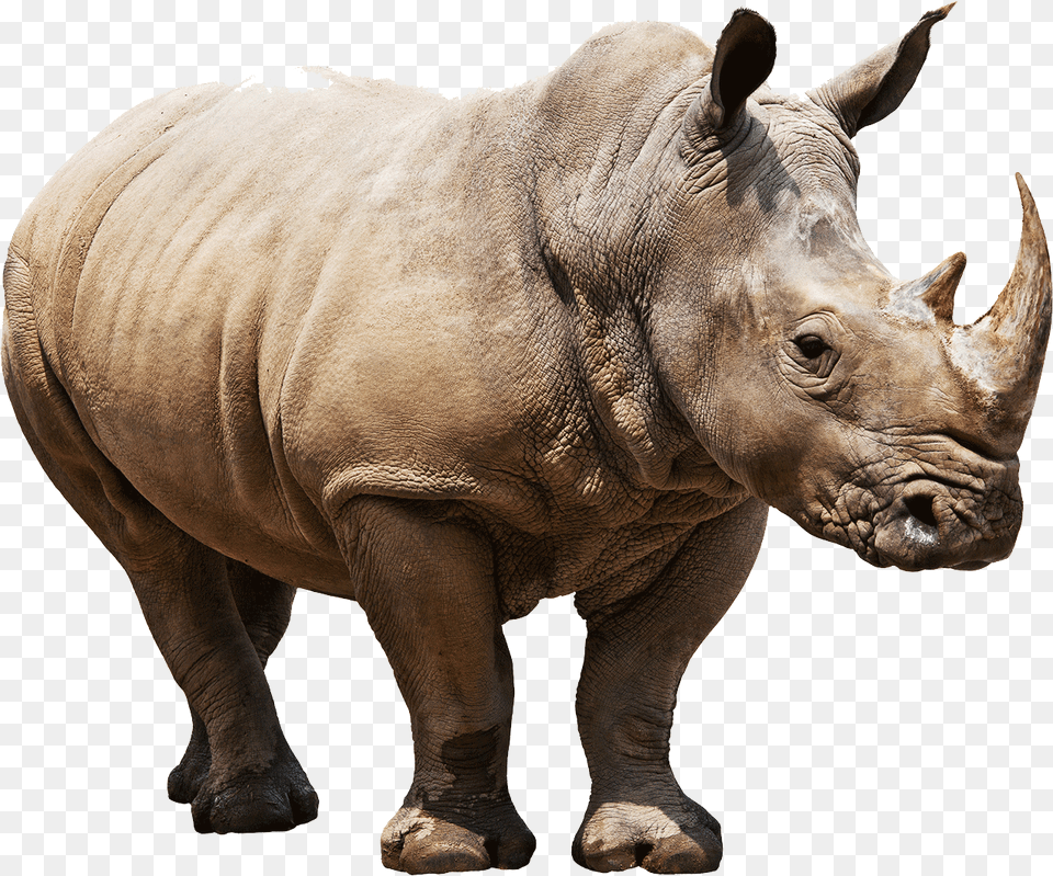 Rhino, Animal, Mammal, Wildlife, Elephant Free Png Download