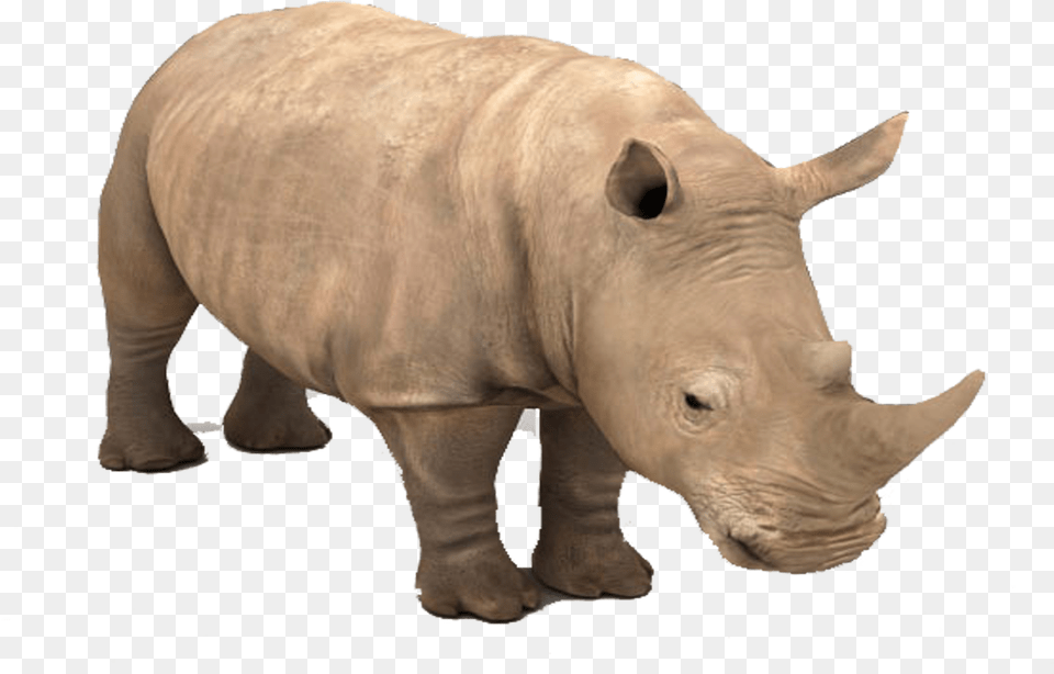 Rhino Background, Animal, Mammal, Pig, Wildlife Png Image