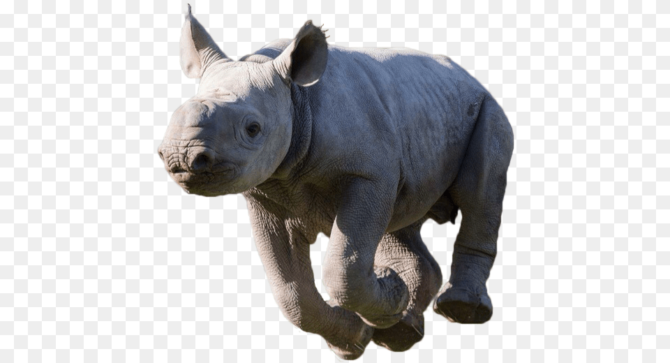 Rhino Black Rhinoceros, Animal, Elephant, Mammal, Wildlife Free Png