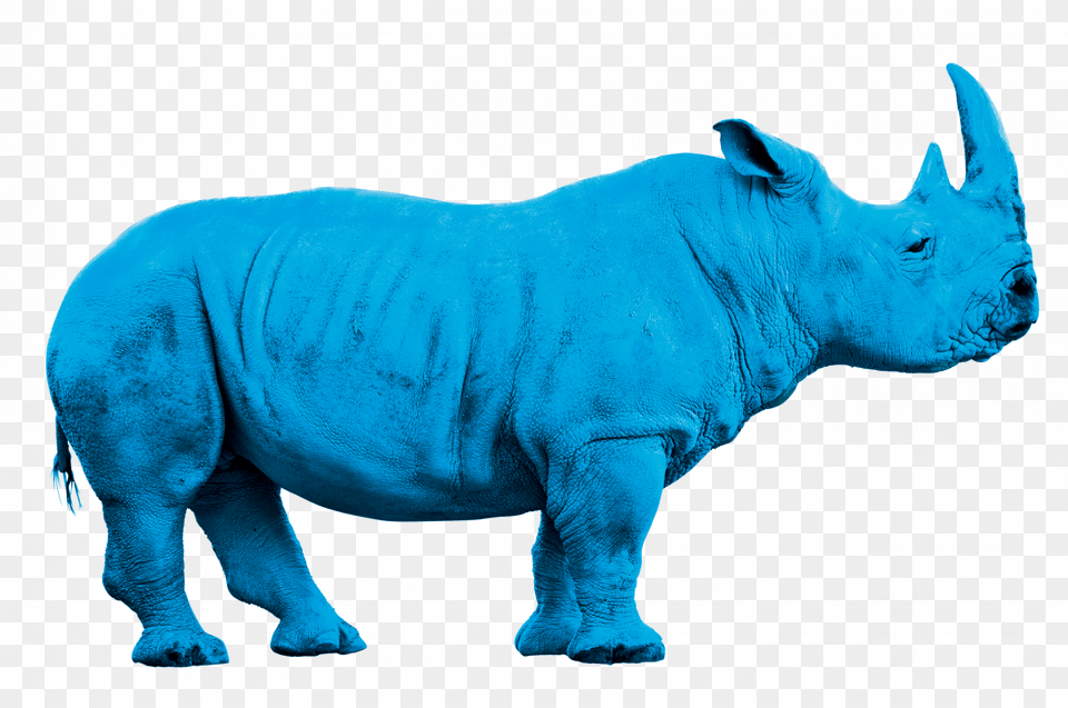 Rhino Bleu, Animal, Mammal, Wildlife, Cattle Png Image