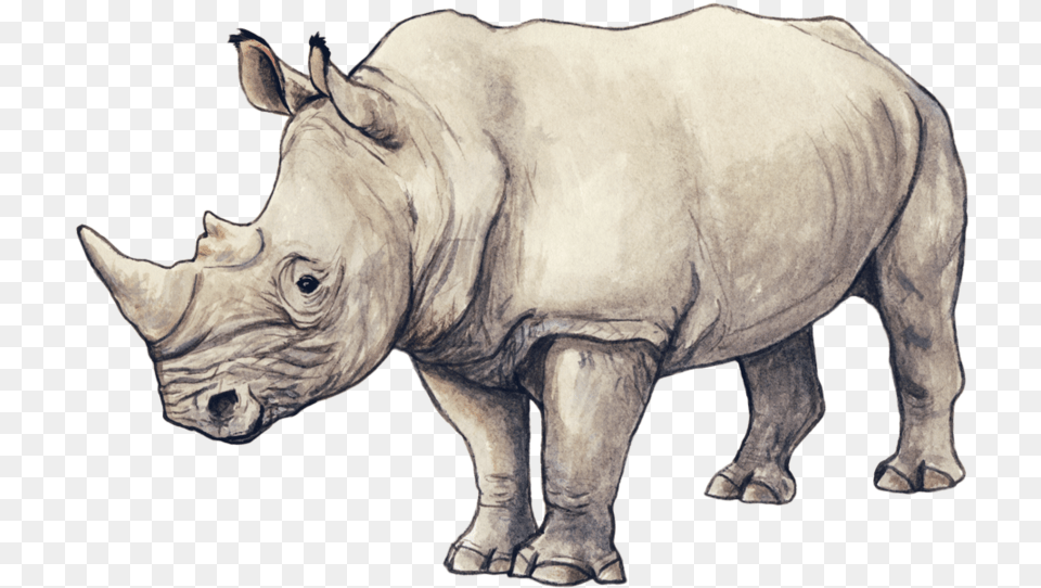 Rhino By Silvercrossfox Rhino Sketch, Animal, Mammal, Wildlife, Elephant Free Png Download