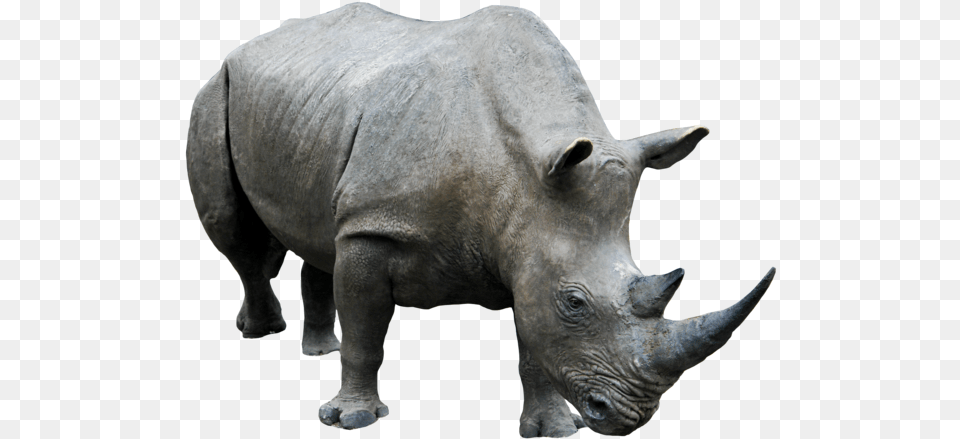 Rhino Clipart Rhino, Animal, Mammal, Wildlife, Elephant Free Transparent Png