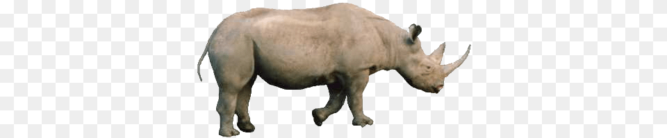 Rhino For Android Faendir, Animal, Mammal, Pig, Wildlife Free Png
