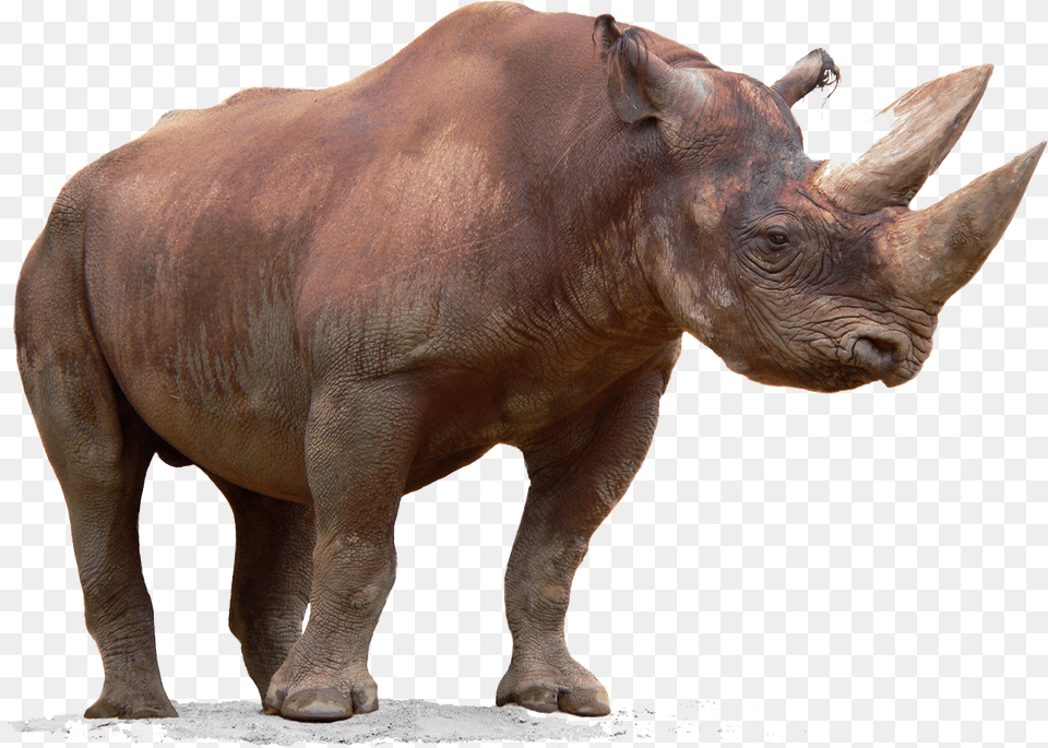 Rhino Download Rhinoceros, Animal, Mammal, Wildlife, Elephant Free Transparent Png
