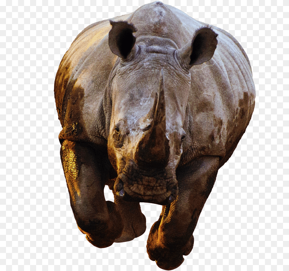Rhino Front View Running, Animal, Mammal, Wildlife, Elephant Free Png
