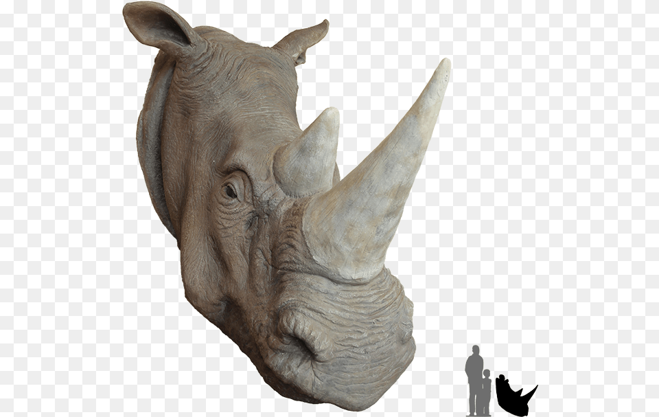 Rhino Head 8 Image Rhino The Animal Head, Mammal, Wildlife, Antelope Png