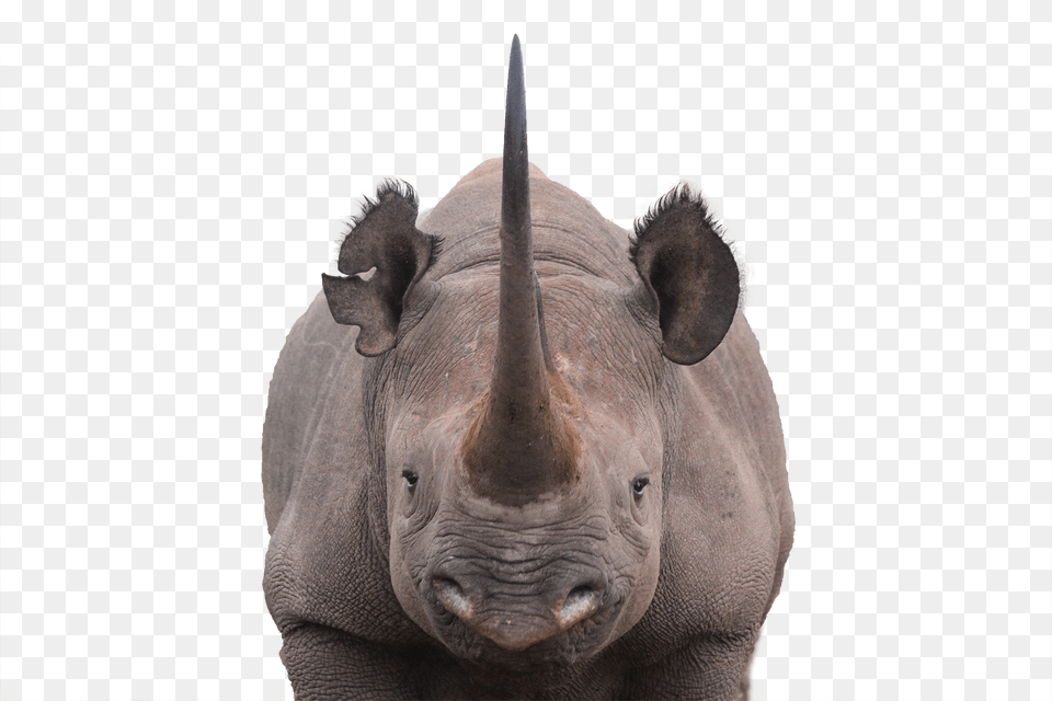 Rhino Horn Horn Black Rhino, Animal, Mammal, Wildlife, Elephant Free Png Download