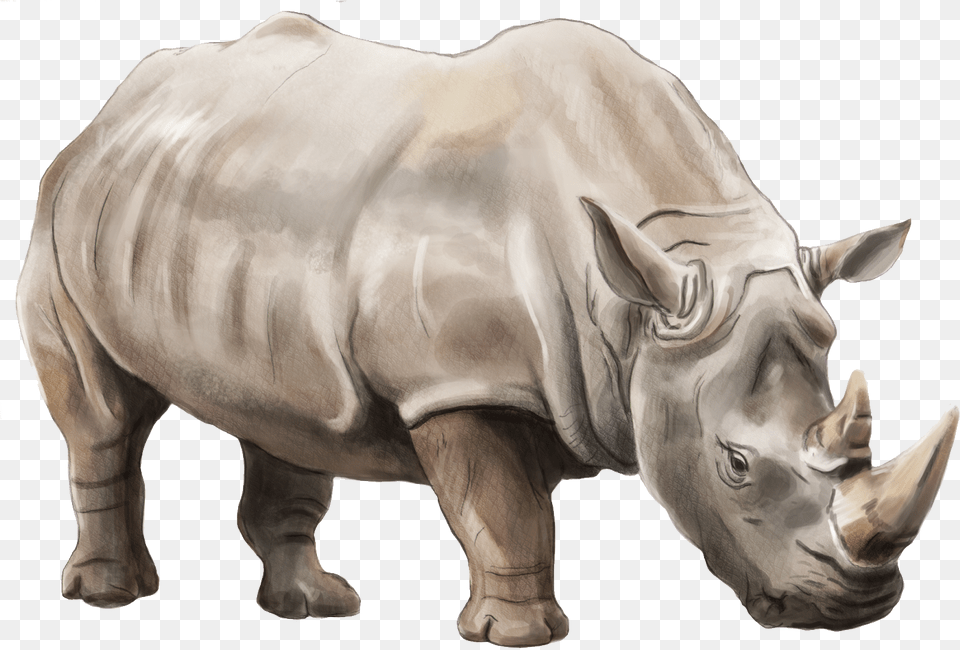 Rhino Icon White Rhino, Animal, Mammal, Wildlife, Person Free Png Download