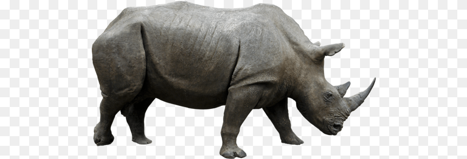 Rhino Image Collections Are Rhino, Animal, Mammal, Wildlife, Elephant Png
