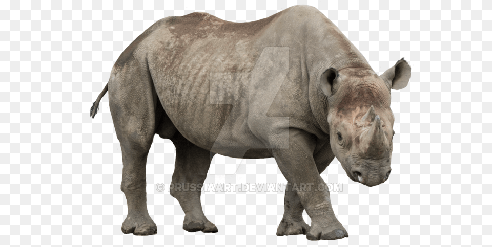 Rhino Image Rhino With No Background, Animal, Elephant, Mammal, Wildlife Png
