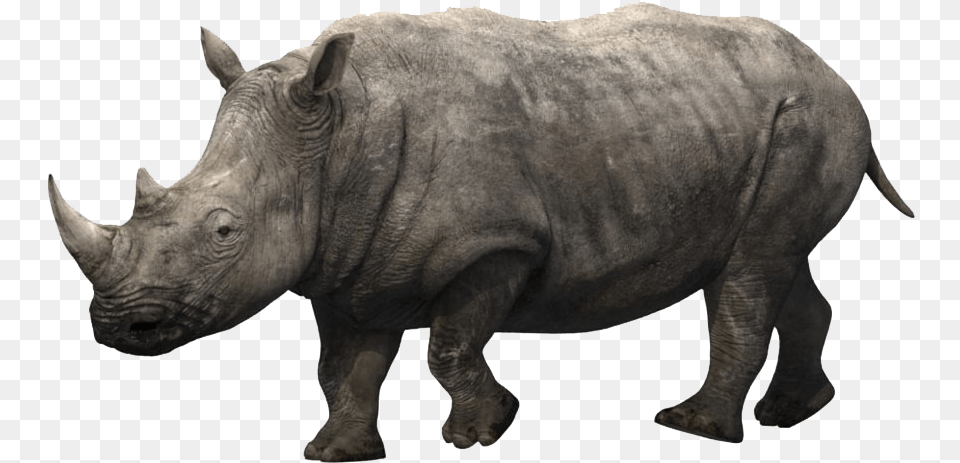 Rhino Images Rhino Animation, Animal, Mammal, Wildlife, Elephant Free Png Download