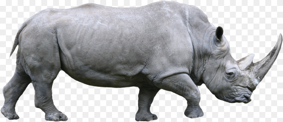 Rhino Images Rhinoceros Black Rhino Transparent, Animal, Mammal, Wildlife, Elephant Free Png Download