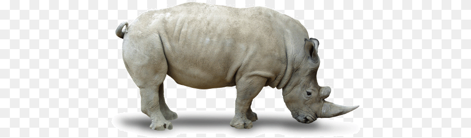 Rhino Northern White Rhino White Background, Animal, Bear, Mammal, Wildlife Free Png