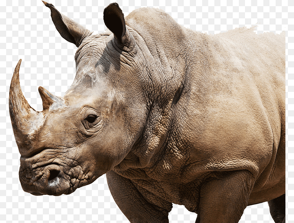 Rhino On Weight Scale Cartoon, Animal, Mammal, Wildlife, Elephant Free Png Download