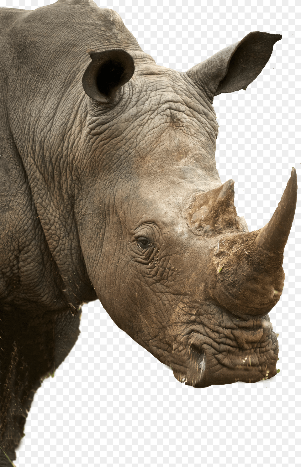 Rhino Profile Png Image