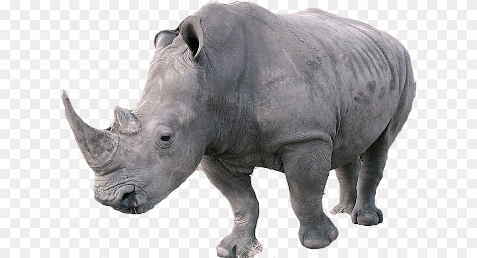 Rhino Rhino, Animal, Elephant, Mammal, Wildlife Free Png